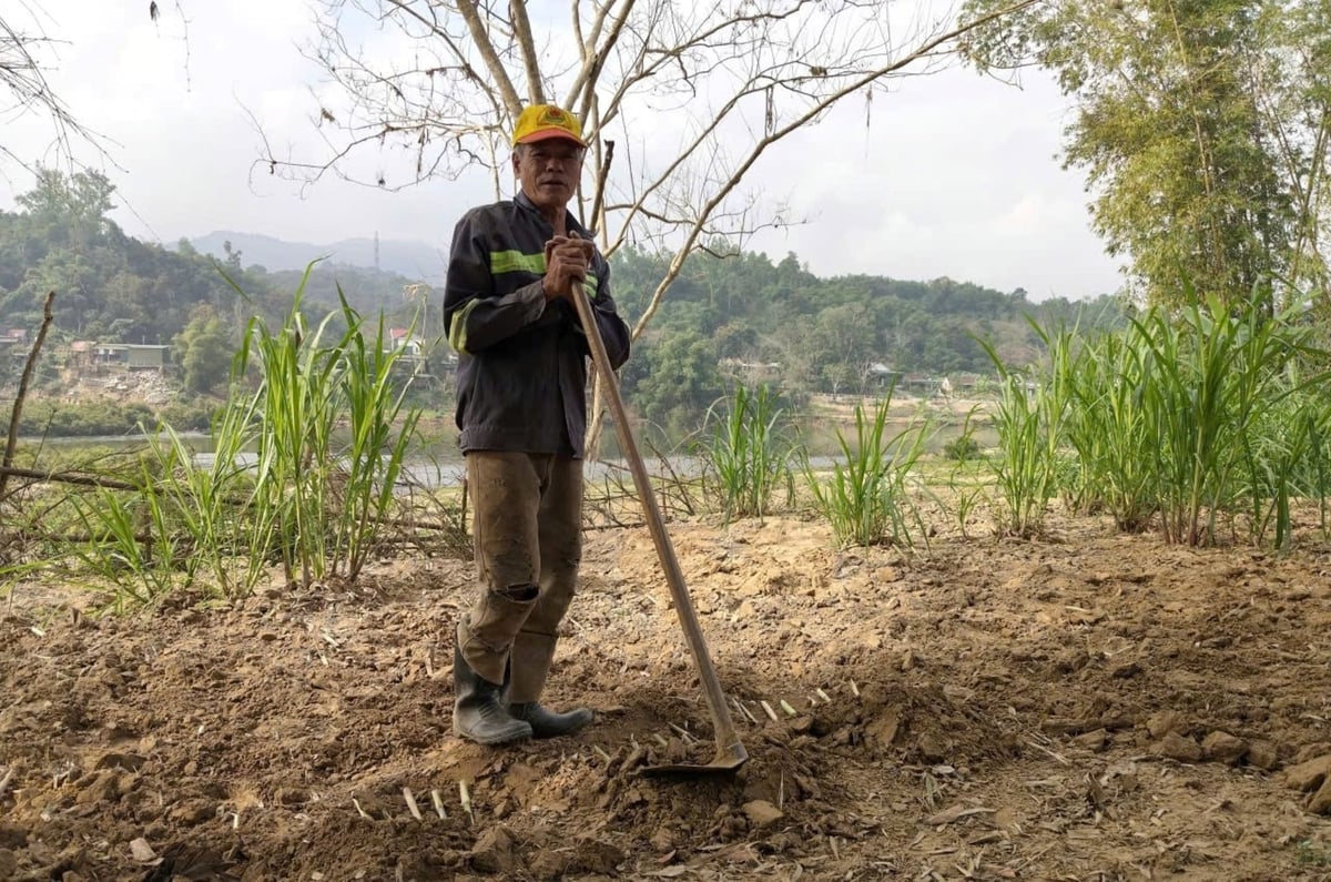 Ông Nguyễn Công Hợi đang trồng lại cỏ ở bãi bồi sông Lam phục vụ chăn nuôi bò ăn. Ảnh: Đình Tiệp.