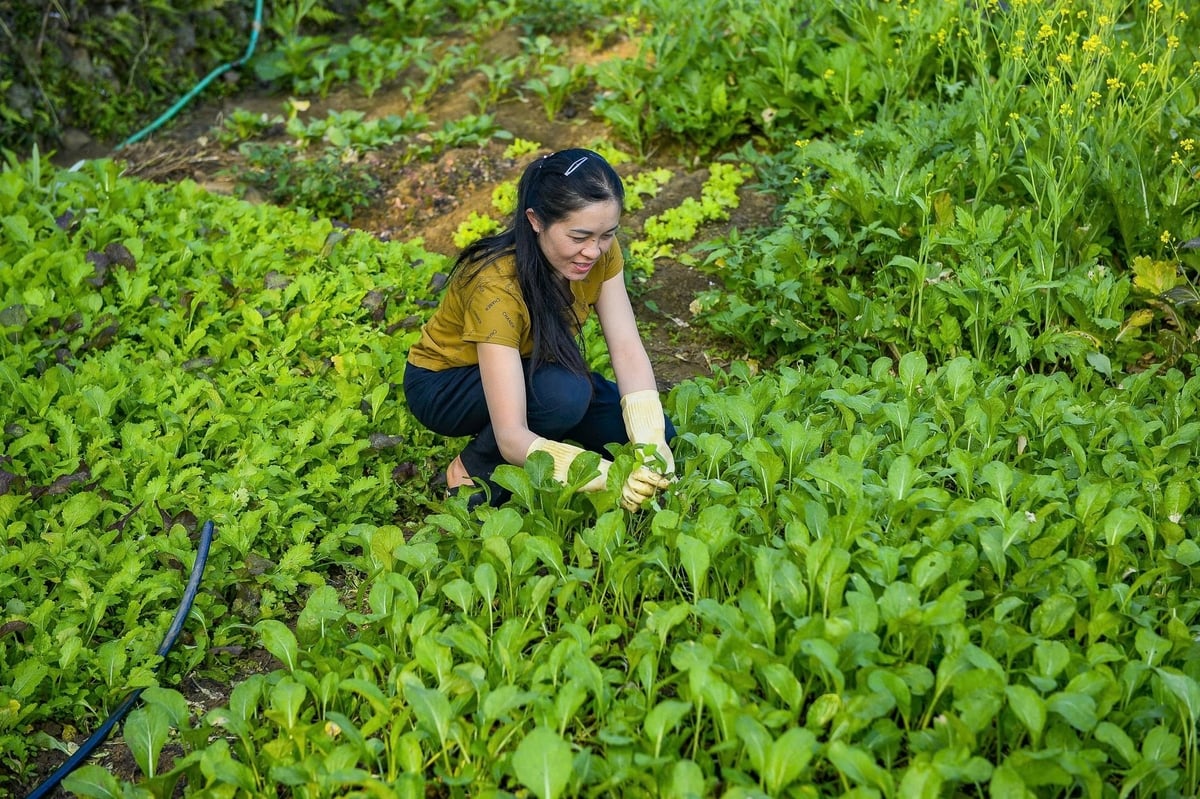 Chị Ngân Thị Hương cải tạo 500m2 trồng ngô kém hiệu quả, chuyển sang liên kết trồng rau sạch. Ảnh: Thanh Tâm.