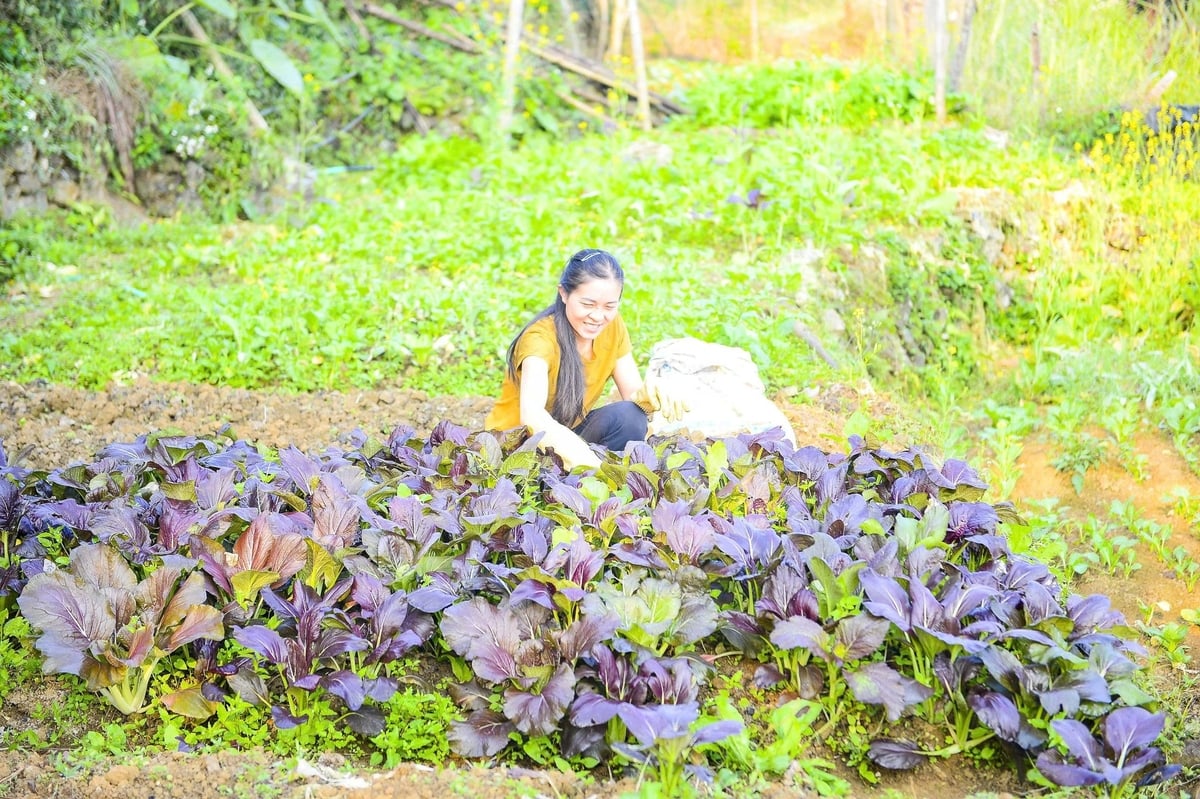 Mô hình liên kết trồng rau sạch giúp nhiều phụ nữ ở Pù Luông có thu nhập ổn định. Ảnh: Thanh Tâm.