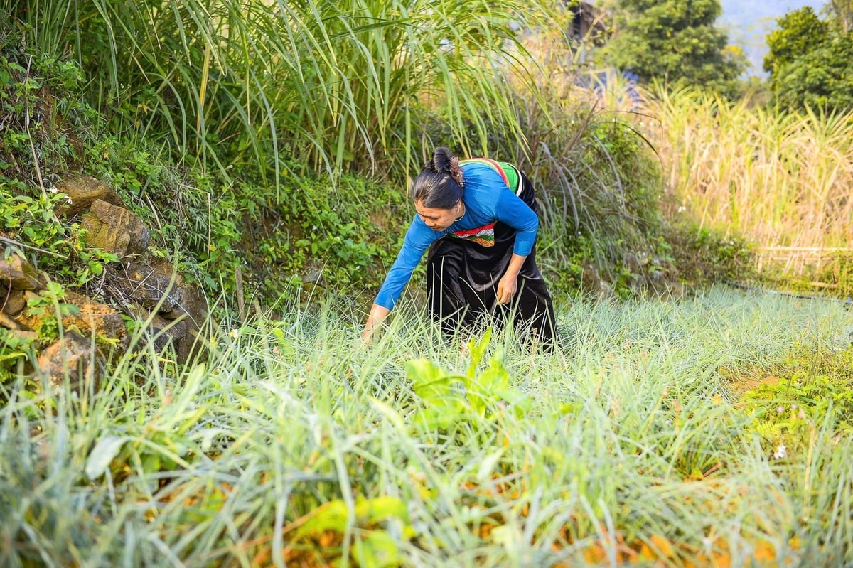 Bà Son có nguồn thu ổn định từ khi liên kết trồng rau sạch. Ảnh: Thanh Tâm.