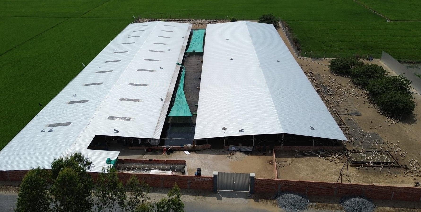 Lãnh đạo UBND xã Phú Quới cho biết, qua kiểm tra đột xuất, trại vịt chưa có hệ thống xử lý nước thải và chưa hoàn thiện hồ sơ môi trường. Ảnh: Hồ Thảo.