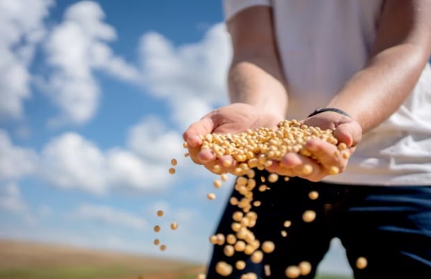 Soybeans rose Wednesday to their highest level of the year. Photo: Getty Images.