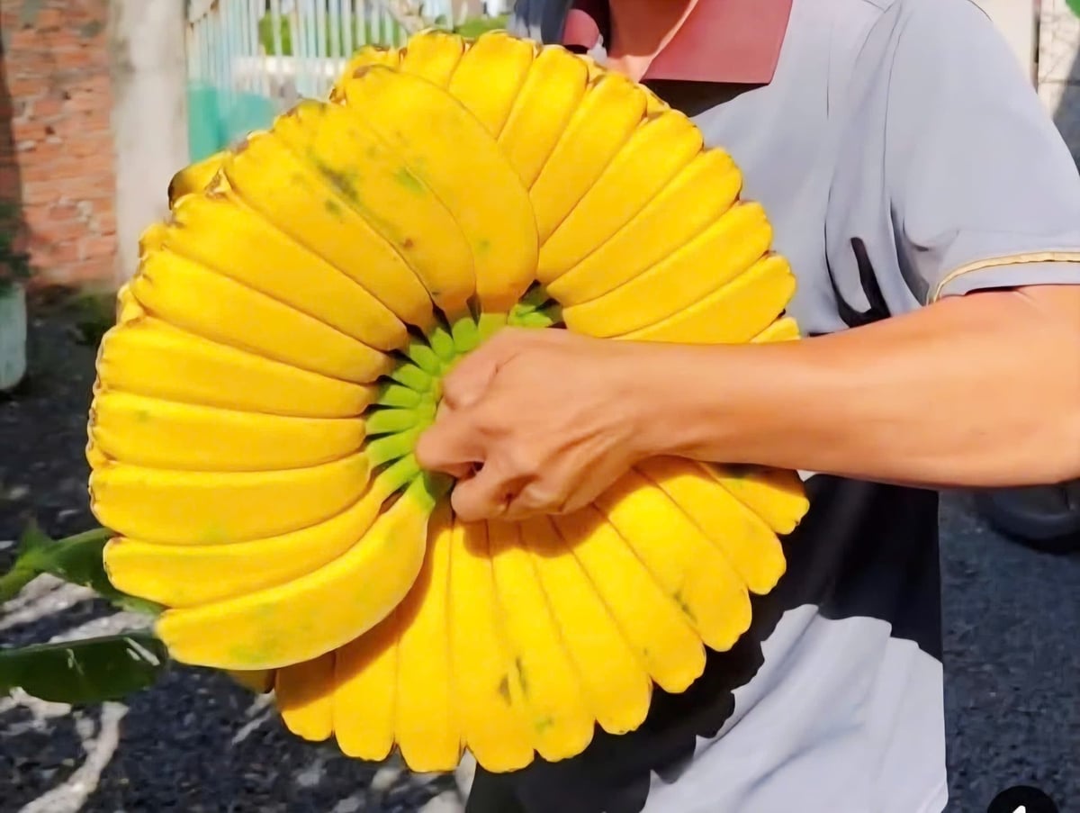 Khoảng hai năm trở lại đây, chuối 'bàn tay Phật' được khách săn tìm để trang trí mâm ngũ quả. Năm nay, lượng cầu tăng mạnh khiến nguồn cung khan hiếm hơn. Ảnh: HP.