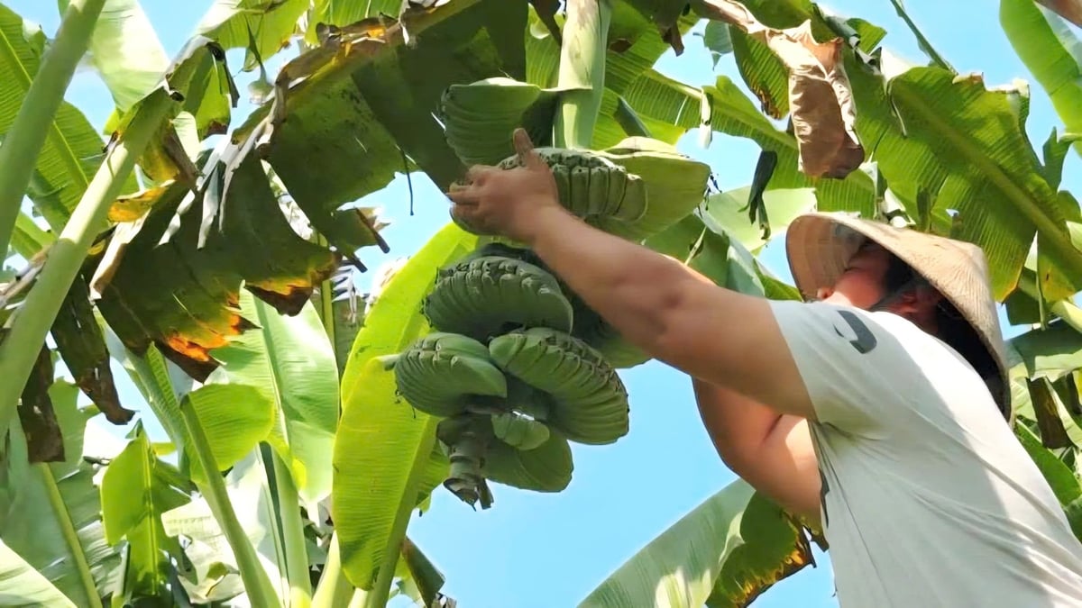 Chuối bàn tay Phật có thời gian sinh trưởng tương đương nhiều giống chuối khác, tuy nhiên quá trình chăm sóc đòi hỏi sự tỉ mỉ hơn. Ảnh: HP.