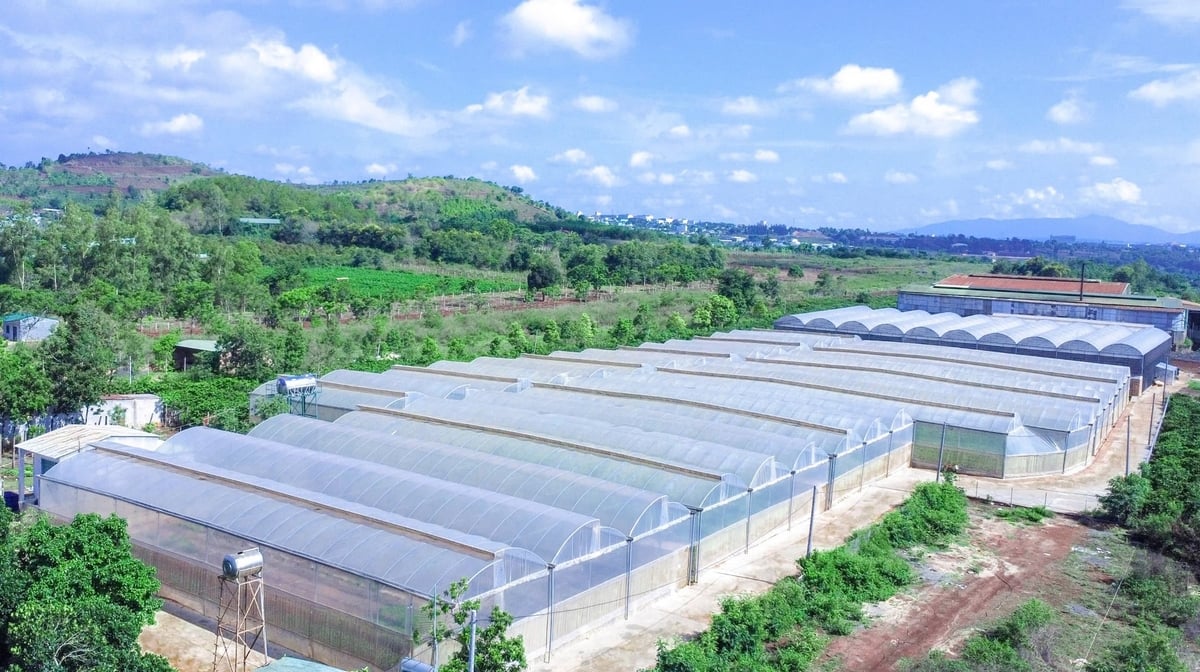 Nhà màng ươm giống chanh dây Dức Điền. Ảnh: Tuấn Anh.