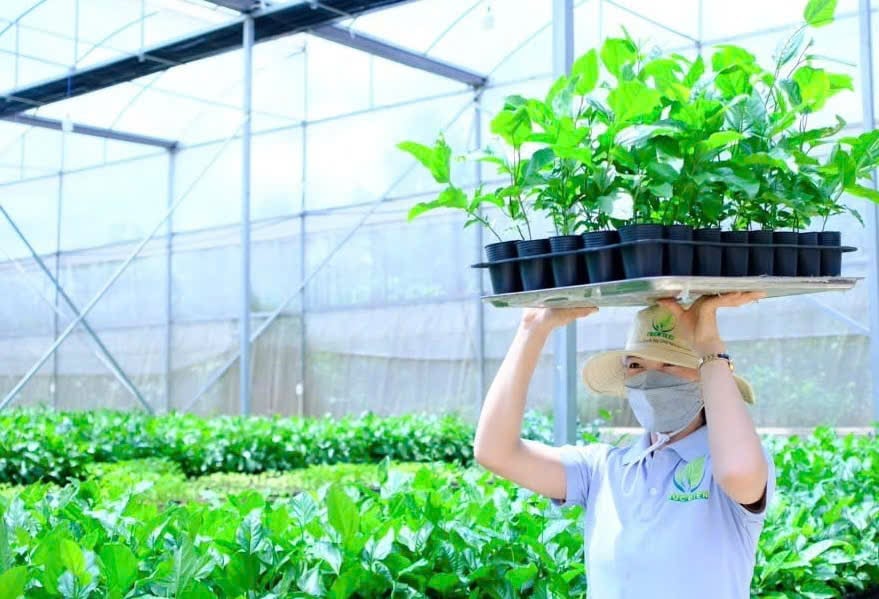 Giống chanh dây Đức Điền cho chất lượng vượt trội. Ảnh: Tuấn Anh.