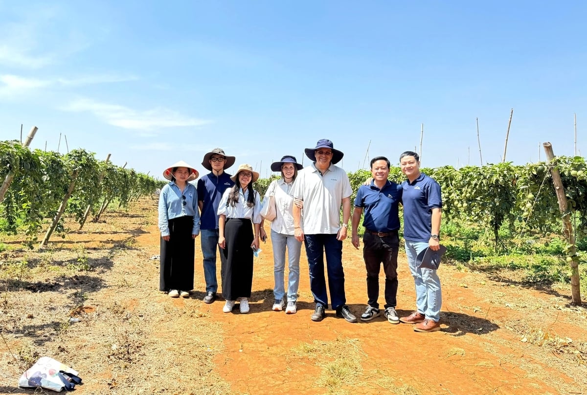 Lãnh đạo Quicornac tham quan vườn chanh dây. Ảnh: Tuấn Anh.