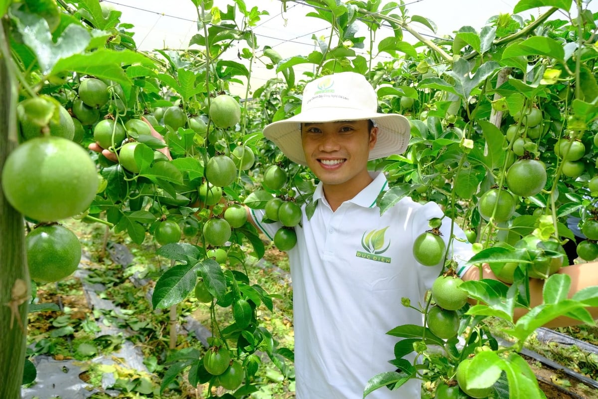 Chanh dây Đức Điền cho trái to, đều, sai quả. Ảnh: Tuấn Anh.