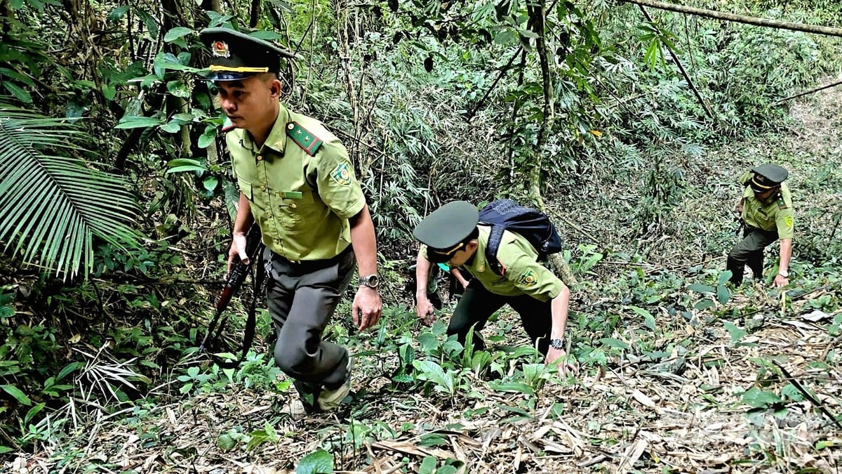 Công tác bảo vệ rừng và PCCCR được các đơn vị xác định là nhiệm vụ trọng tâm, tuyệt đối không được chủ quan, lơ là. Ảnh: Minh Sáng.