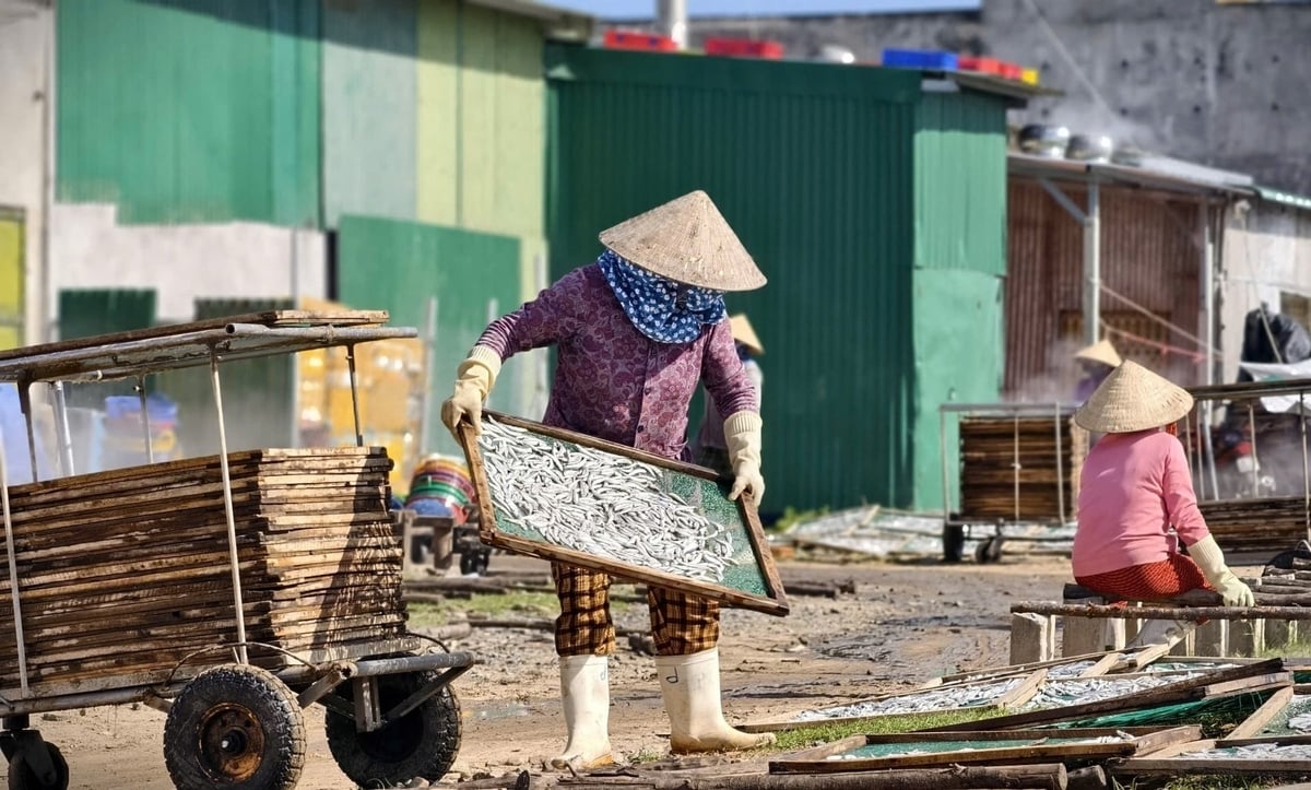 Cá cơm ngoài bán tươi thì còn được mua về để phơi khô hoặc làm mắm. Ảnh: L.K.