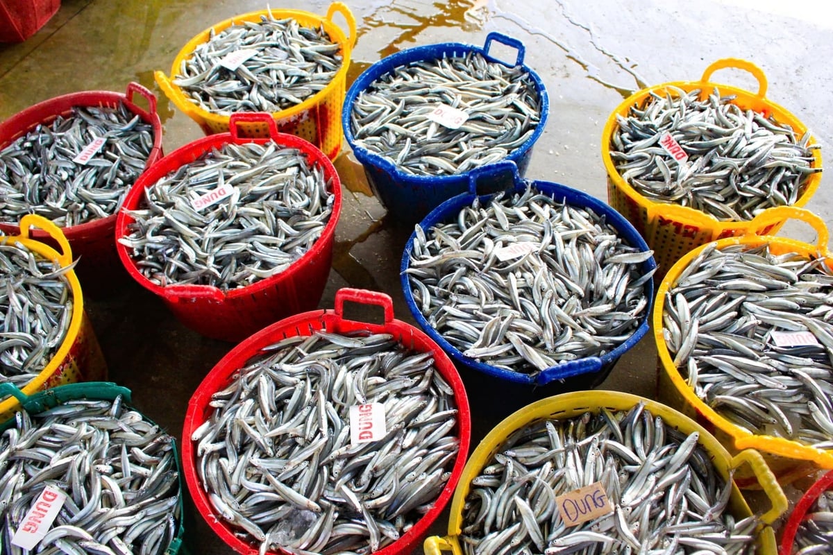 Hiện giá cá cơm tươi được thương lái thu mua tại cảng ở mức từ 40.000 - 50.000 đồng/kg, cao gần gấp đôi so với cùng kỳ năm ngoái. Ảnh: L.K.