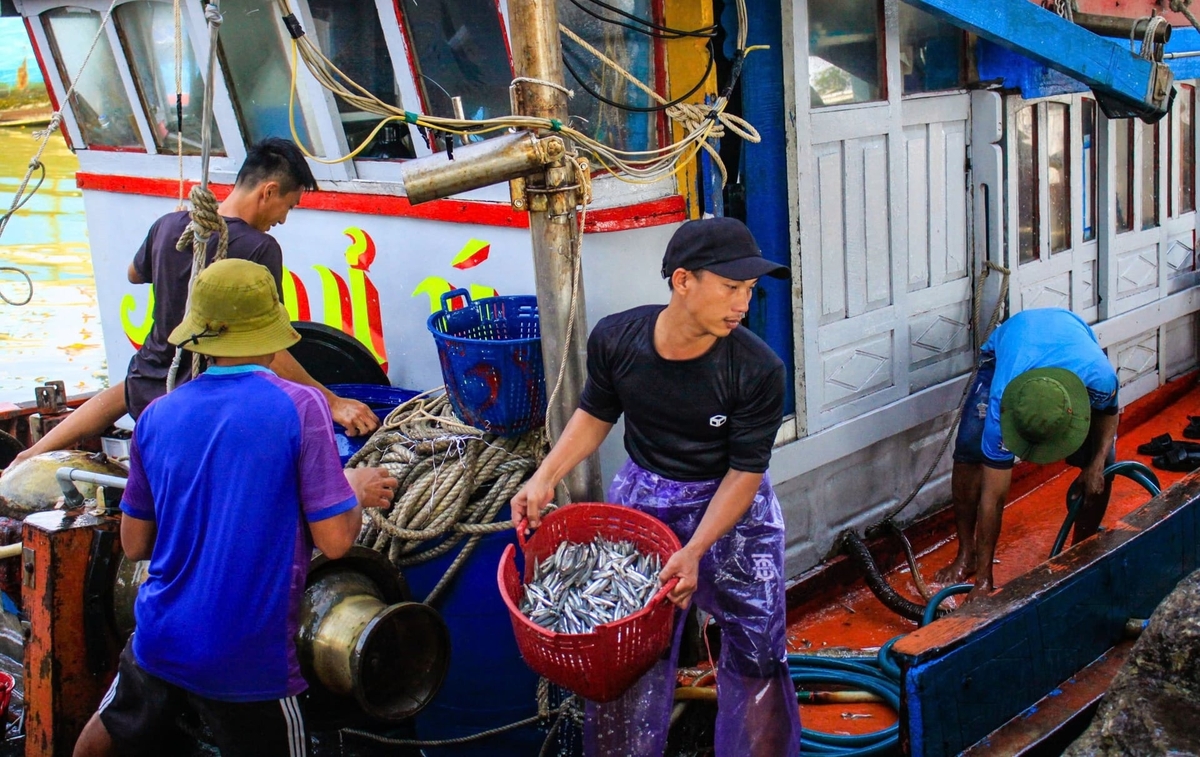 Với sản lượng và giá cả cao, mỗi chuyến ra khơi mang lại cho mỗi ngư dân hàng triệu đồng. Ảnh: L.K.