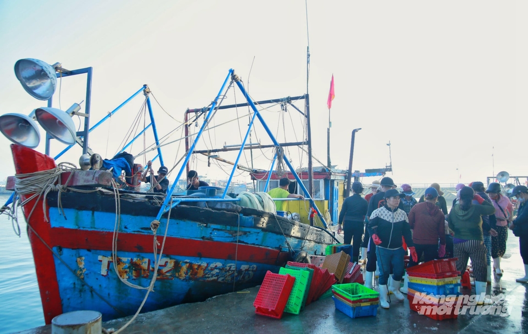 Sau Tết Nguyên đán Bính Ngọ, cảng cá Thuận An (phường Thuận An, TP Huế) náo nhiệt, không khí lao động diễn ra nhộn nhịp và khẩn trương.