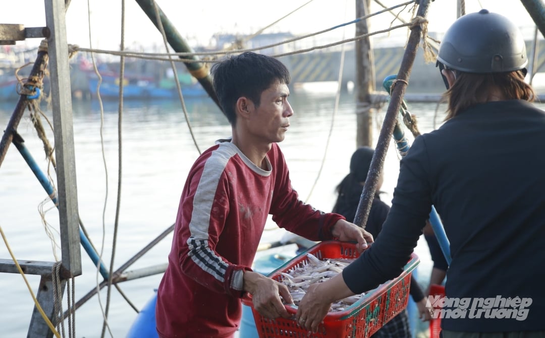 Theo nhiều thương lái ở cảng cá Thuận An, với tàu đi đánh bắt ngắn ngày, cá cơm tươi hiện giao động từ 15.000 - 20.000 đồng/kg. Cá cơm sau khi được phân loại, chia thành từng giỏ từ 5 - 10kg để bán.