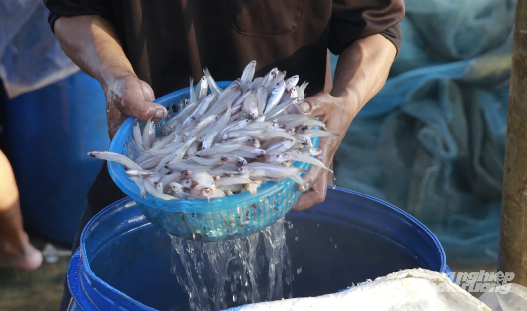 ‘Bên cạnh đó, địa phương cũng tạo điều kiện thuận lợi để thương lái thu mua, tiêu thụ sản phẩm nhanh chóng, góp phần ổn định đầu ra, nâng cao giá trị hải sản và góp phần cải thiện đời sống cho ngư dân’, ông Phong cho hay.
