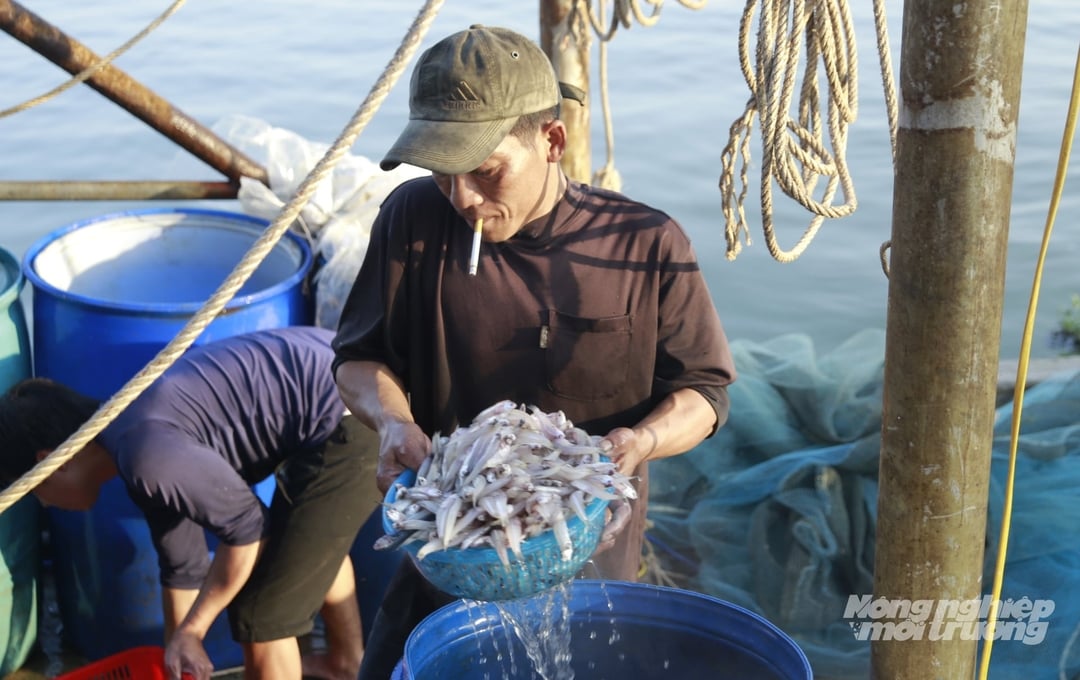 Những chuyến ra khơi ngắn ngày dịp đầu xuân, ngư dân rất phấn chấn khi từng khoan thuyền đầy ắp cá cơm cập cảng.
