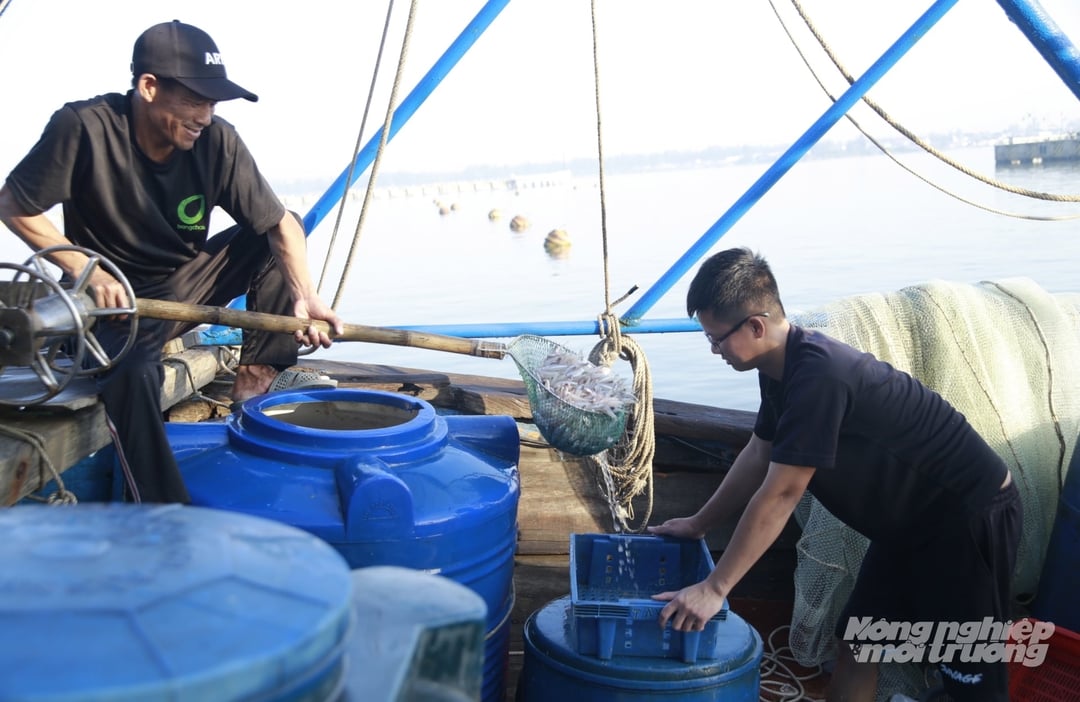 Ngư dân hối hả vận chuyển những mẻ cá cơm tươi ngon lên bờ, giao cho các đầu mối thu mua để đưa đi tiêu thụ tại các chợ.