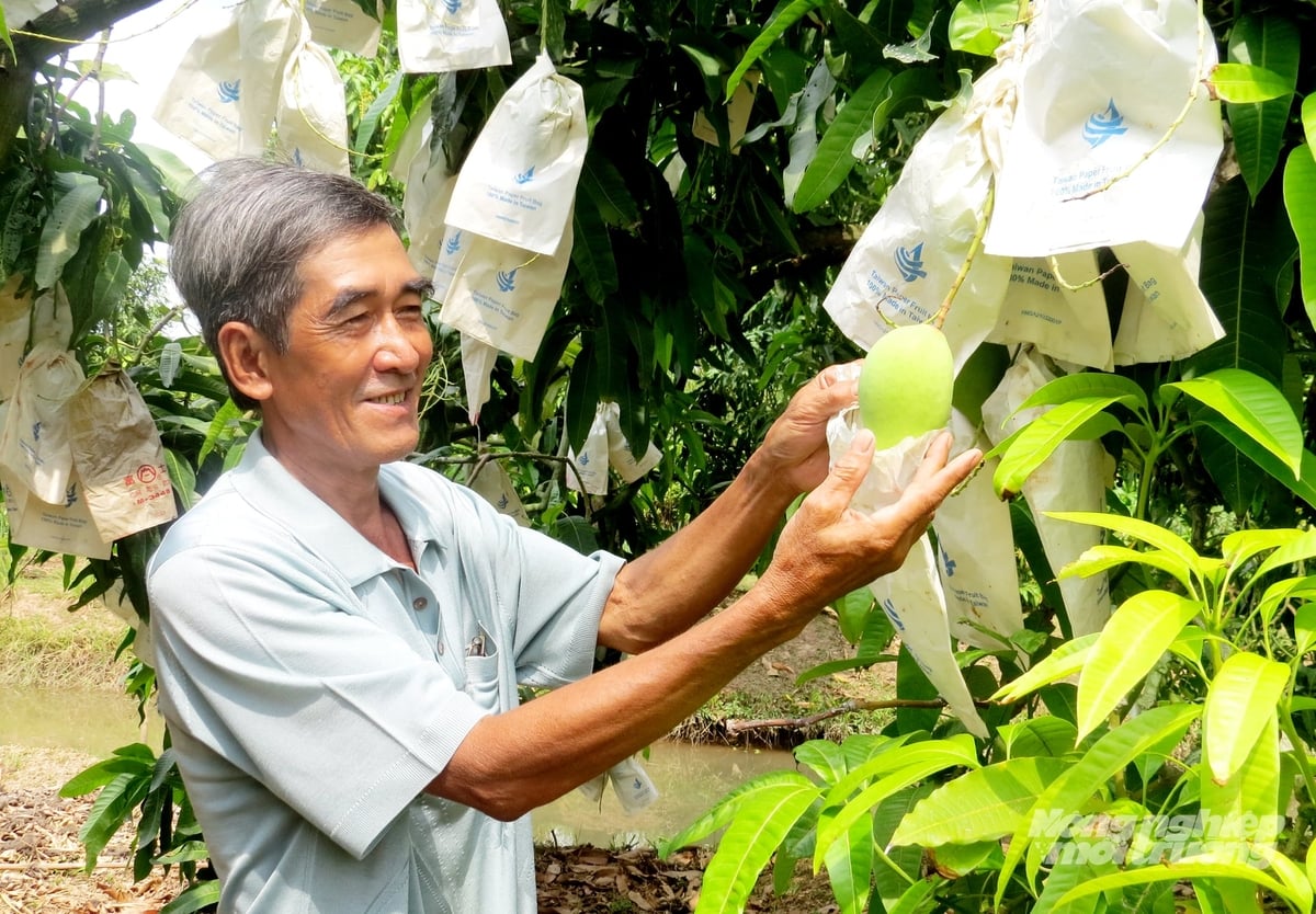 Nông dân xã Mỹ Thọ (Đồng Tháp) áp dụng quy trình canh tác xoài an toàn, hướng hữu cơ nhằm nâng cao chất lượng và giá trị sản phẩm. Ảnh: Lê Hoàng Vũ.
