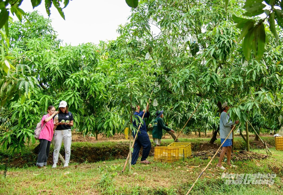 Du lịch nông nghiệp gắn với vườn xoài giúp gia tăng giá trị nông sản, tạo thêm thu nhập bền vững cho người dân địa phương. Ảnh: Lê Hoàng Vũ.