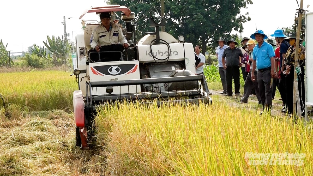 Nông dân Hợp tác xã Xuân Tiến hồ hởi kéo nhau ra đồng thu hoạch vụ lúa đầu tiên áp dụng mô hình canh tác mới. Ảnh: Minh Sáng.
