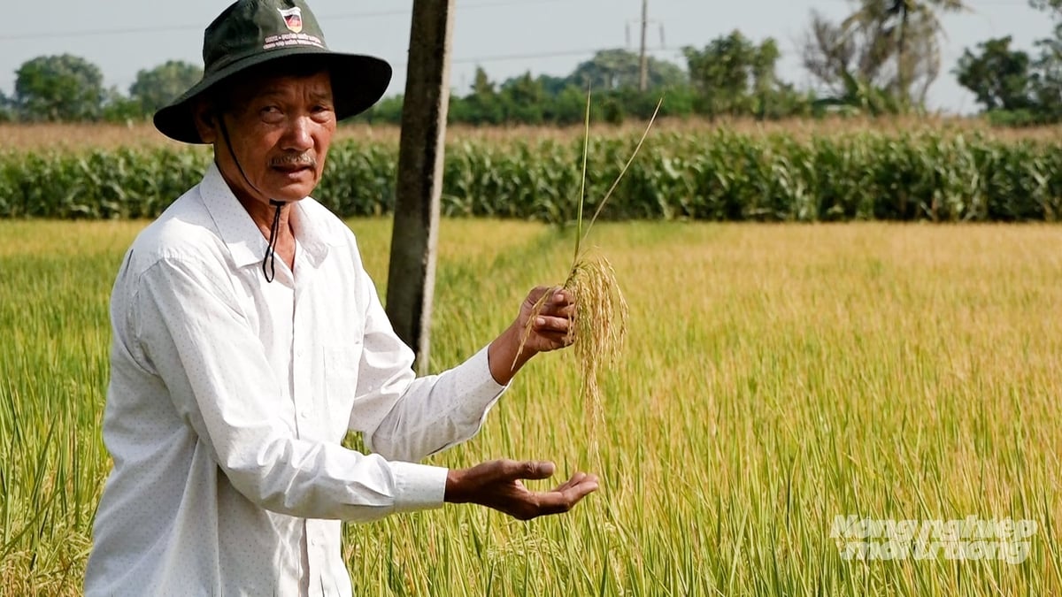 Ông Trần Quang, Giám đốc Hợp tác xã Xuân Tiến cho biết, mô hình không chỉ giúp giảm chi phí sản xuất mà còn tăng năng suất khoảng 15 - 20% so với phương pháp sạ lan truyền thống. Ảnh: Minh Sáng.