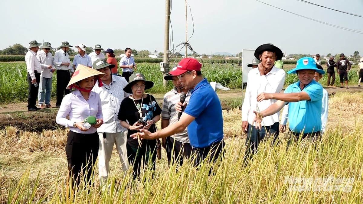 Trên những thửa ruộng chín vàng, bà con phấn khởi khi chứng kiến thành quả sau một mùa vụ ứng dụng cơ giới hóa hiện đại. Ảnh: Minh Sáng.