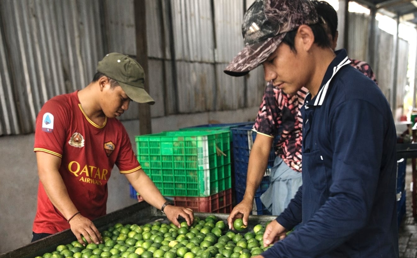 Workers sort lemons that meet export standards.