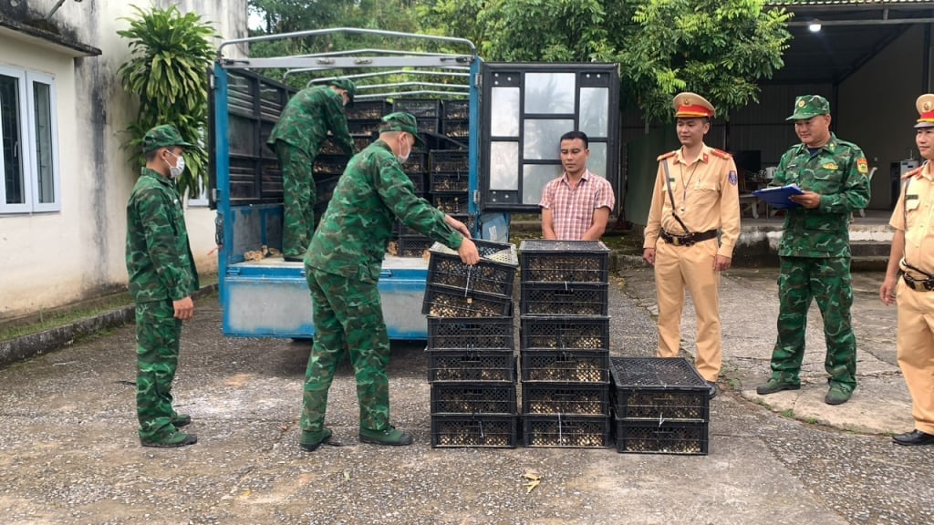 Một vụ vận chuyển trái phép gia cầm không rõ nguồn gốc, xuất xứ được lực lượng chức năng tỉnh Quảng Ninh phát hiện, xử lý. Ảnh: Cường Vũ.