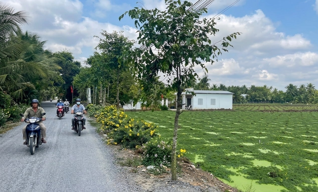 Một tuyến giao thông nông thôn tại xã Trà Côn được đầu tư, nâng cấp khang trang. Ảnh: Hồ Thảo.