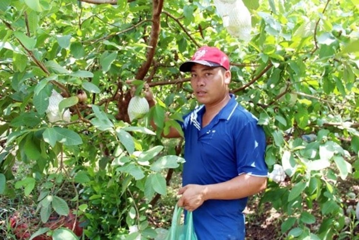 Anh Nguyễn Thế Lâm chia sẻ về quá trình cải tạo vườn để có thể canh tác cây ăn quả cho hiệu quả cao. Ảnh: Trung Nguyên. 