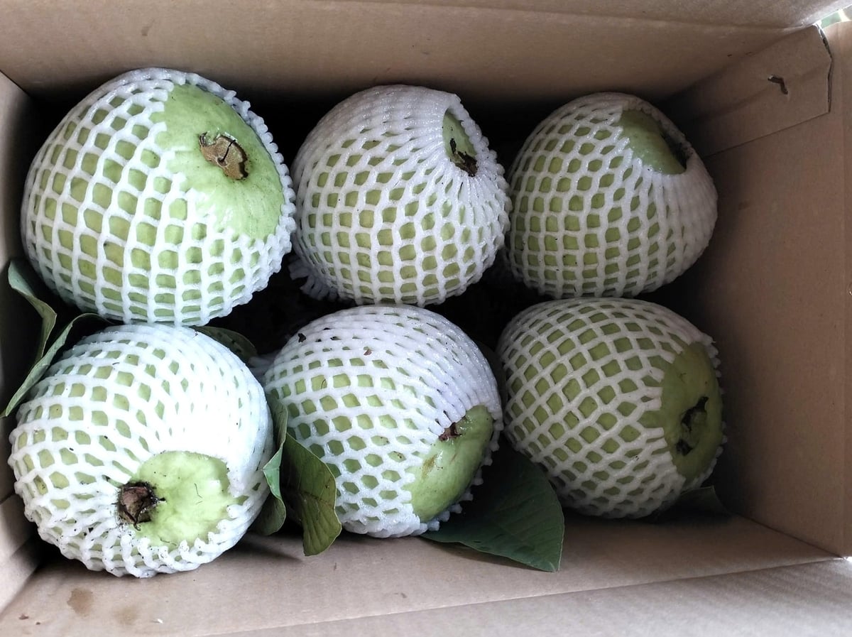 Quả ổi được đóng thùng 3 kg để thuận tiện vận chuyển, mẫu mã đẹp nên được người tiêu dùng ưa chuộng. Ảnh: Trung Nguyên.