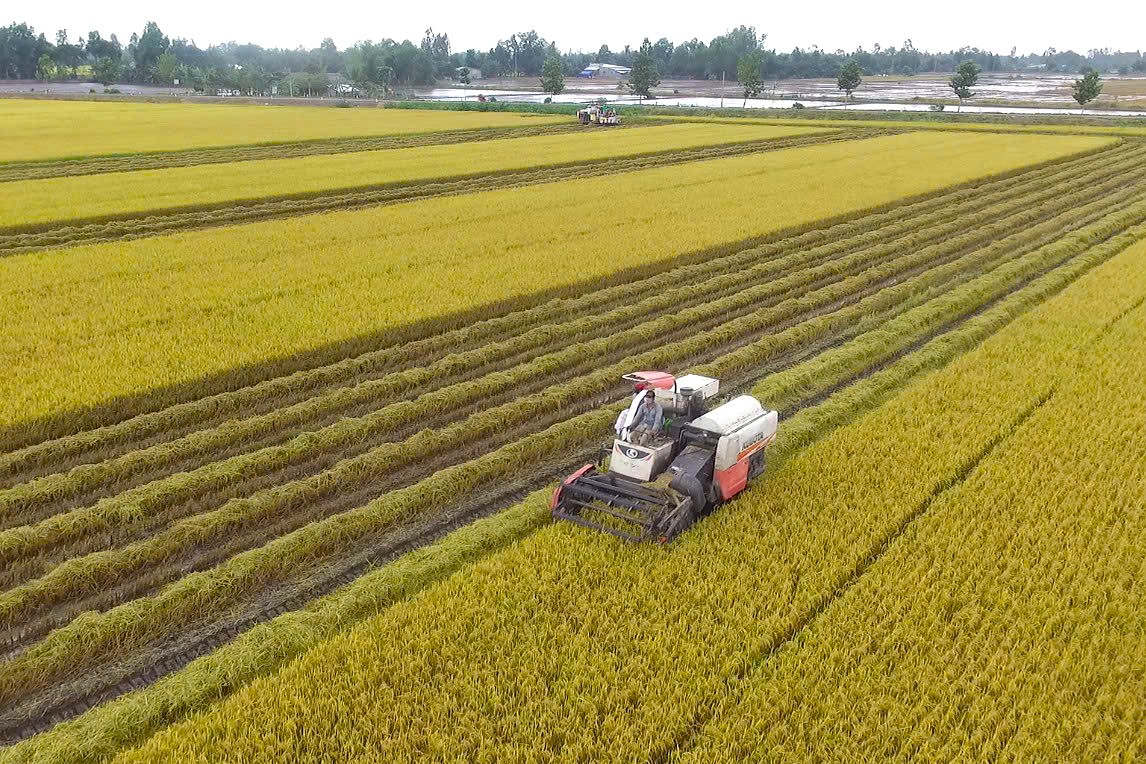 Vietnam’s rice sector achievements have been driven in no small part by the training of agricultural engineers and scientific research in rice breeding. Photo: Kim Anh.