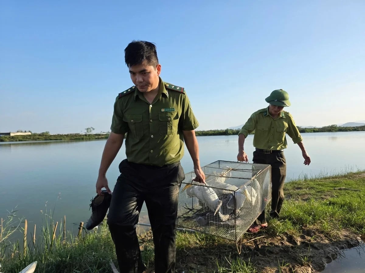 Authorities have rescued many trapped birds. Photo: Tu Thanh.
