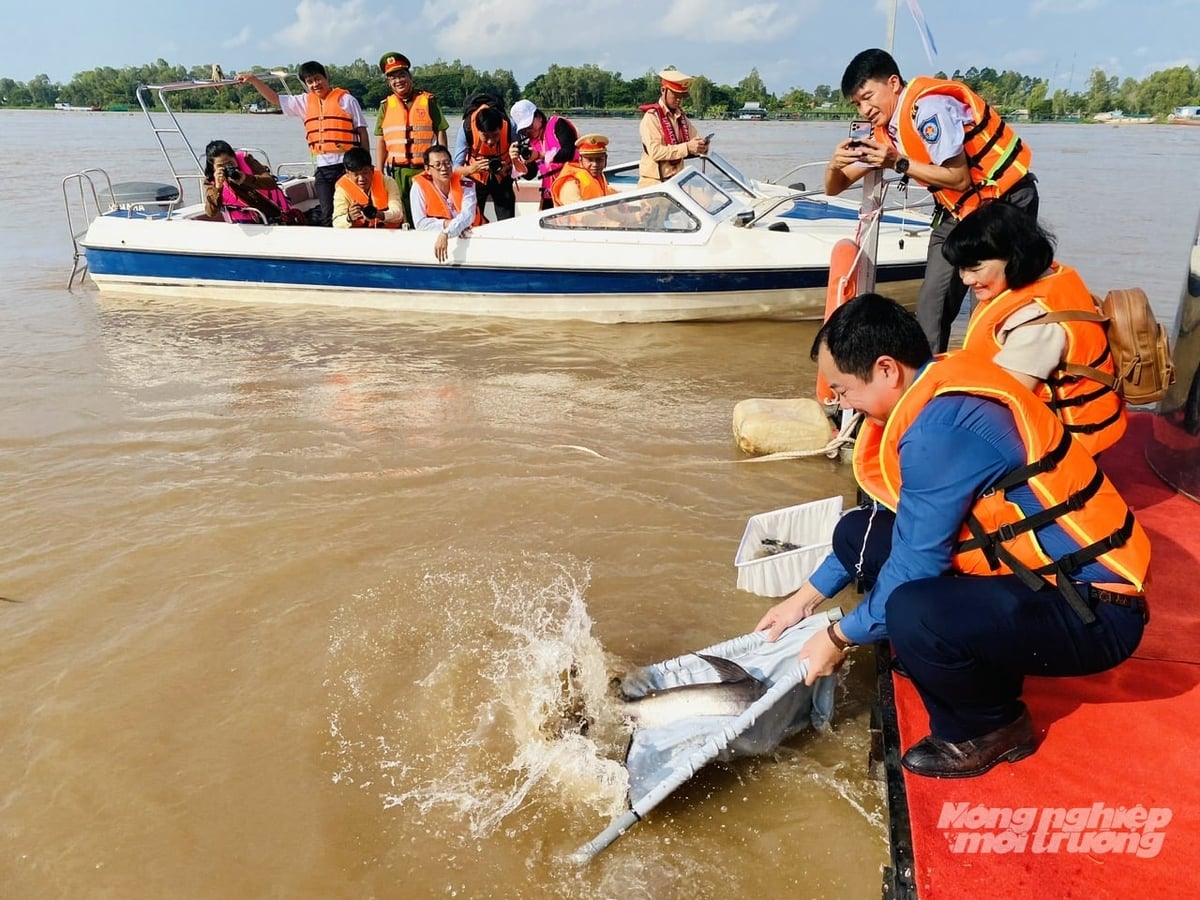 Chính quyền và người dân tham gia thả cá giống tái tạo nguồn lợi thủy sản tại khu vực Đình Thần An Bình, phường Hồng Ngự, tỉnh Đồng Tháp nhằm góp phần gìn giữ 'mạch sống' sinh kế lâu dài cho người dân. Ảnh: Lê Hoàng Vũ.