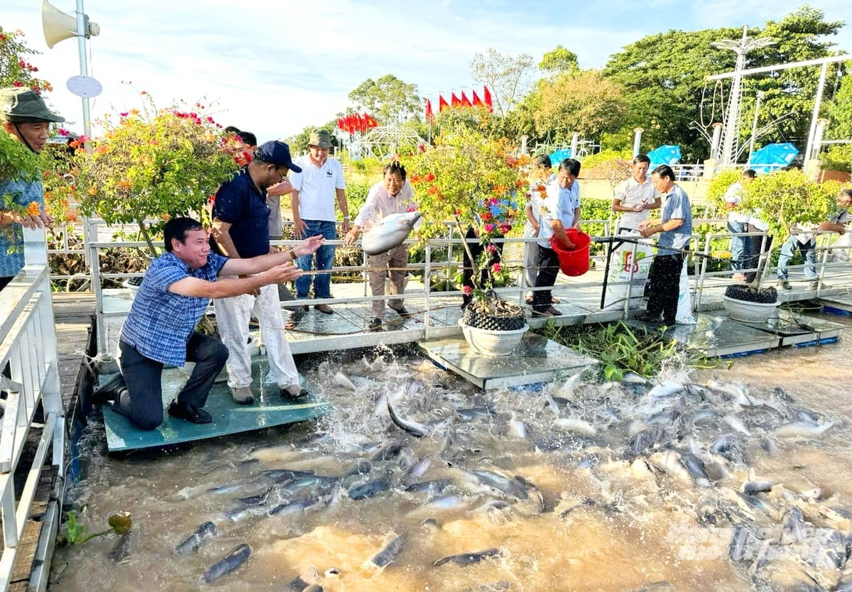 Một điểm sáng trong công tác bảo tồn nguồn lợi thủy sản là khu vực Đình Thần An Bình (phường Hồng Ngự), nơi hình thành quần thể cá tự nhiên với số lượngcá, tôm lên đến hàng nghìn con, tổng khối lượng ước tính hơn 60 tấn. Ảnh: Lê Hoàng Vũ.