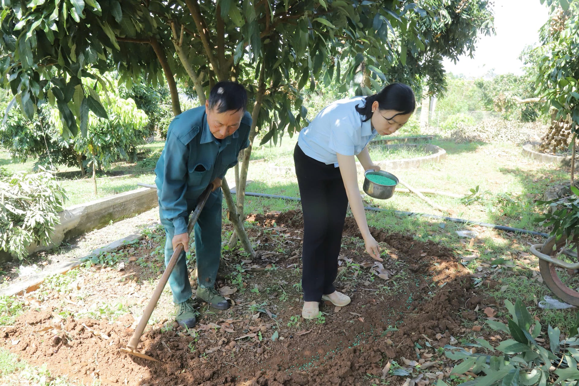 Tại xã Chiềng Mung, cán bộ khuyến nông tỉnh trực tiếp hướng dẫn nông dân kỹ thuật chăm sóc nhãn. Ảnh: Nguyễn Nga.