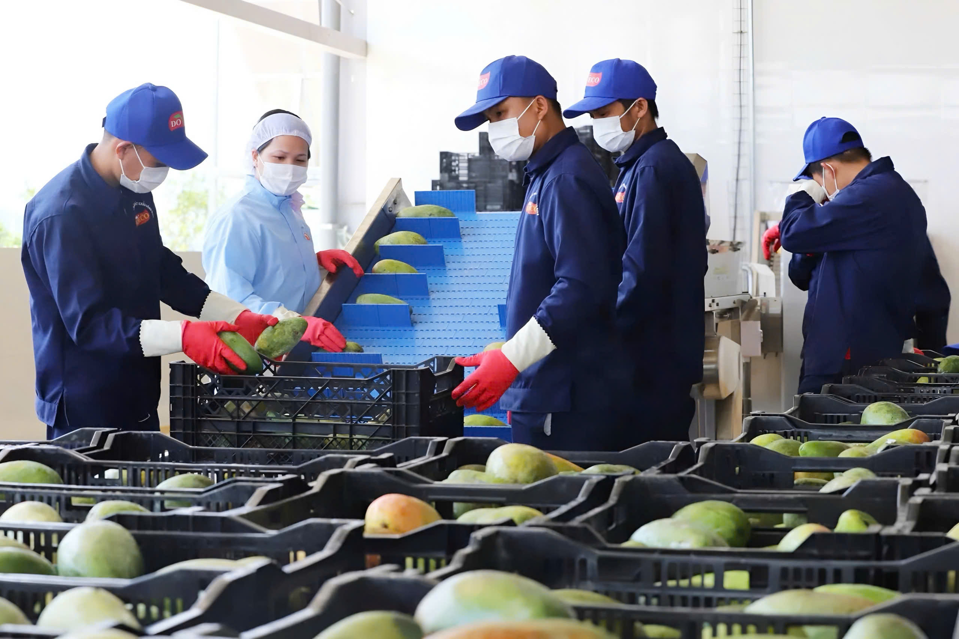 Sơn La đẩy mạnh chế biến sâu, nâng cao giá trị nông sản xuất khẩu. Ảnh: Nguyễn Nga.