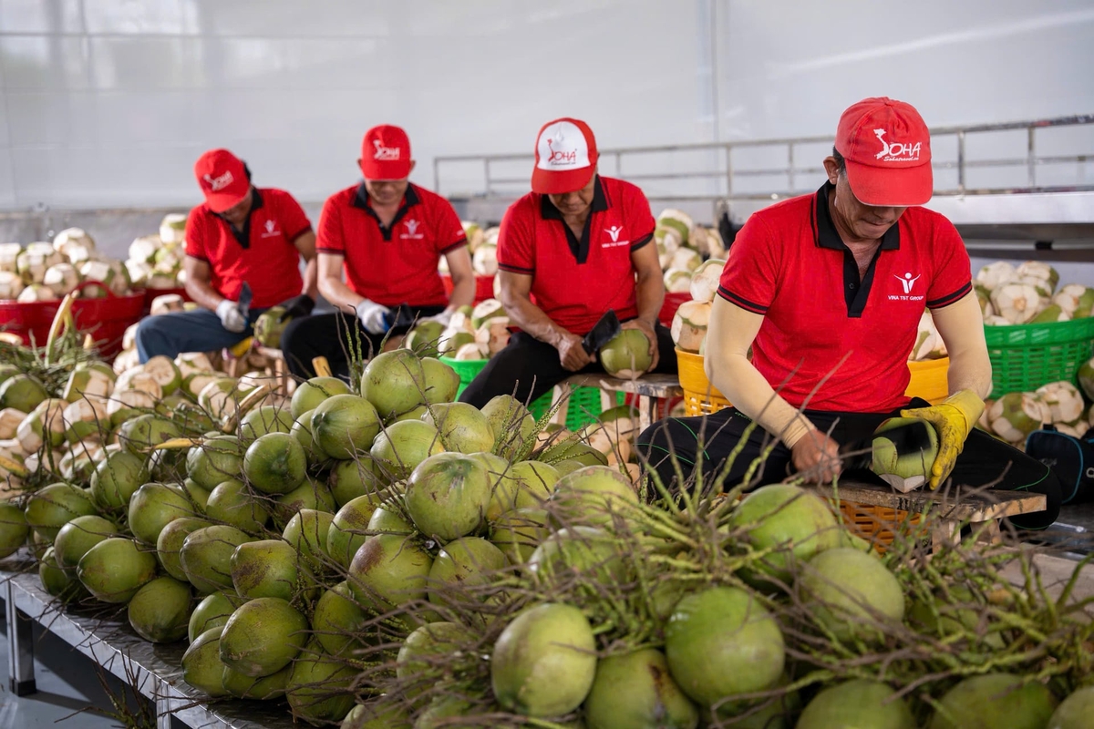 Sơ chế dừa tươi xuất khẩu. Ảnh: Minh Đảm.