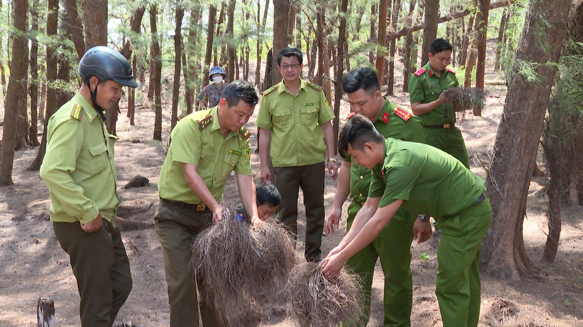 Các đơn vị liên ngành tỉnh Vĩnh Long đang tăng cường kiểm tra các khu rừng phi lao có nguy cơ cháy nổ cao. Ảnh: Hồ Thảo.
