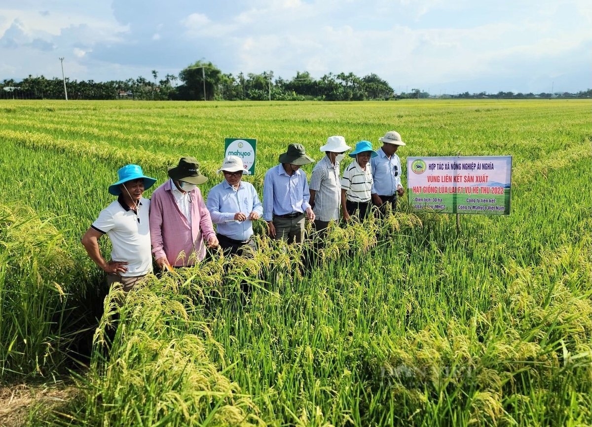 HTX Nông nghiệp Ái Nghĩa liên kết với các doanh nghiệp để sản xuất hạt giống lúa lai F1 theo chuỗi giá trị, mang lại hiệu quả kinh tế cao. Ảnh: NNMT.