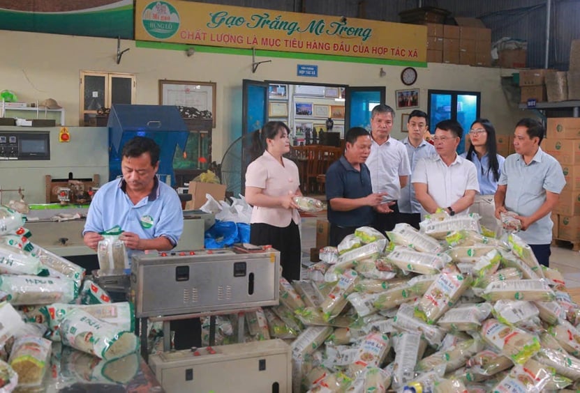 Lãnh đạo Liên minh HTX tỉnh tham quan, nắm bắt tình hình sản xuất, kinh doanh tại HTX Mì gạo Hùng Lô (phường Vân Phú). Ảnh: Bảo Hà.
