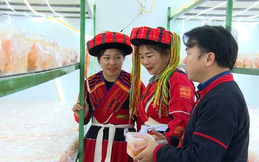 HTX Nấm Tam Đảo đã phát triển đa dạng sản phẩm, trong đó có 11 sản phẩm đạt chứng nhận OCOP 3 - 4 sao cấp tỉnh, đồng thời có sản phẩm được công nhận là sản phẩm công nghiệp nông thôn tiêu biểu khu vực phía Bắc. Ảnh: Bảo Hà.