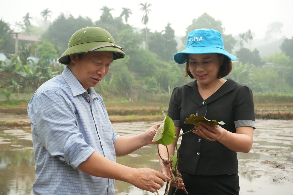Local residents carefully prepare the land before planting lotus. Photo: Thanh Tien.