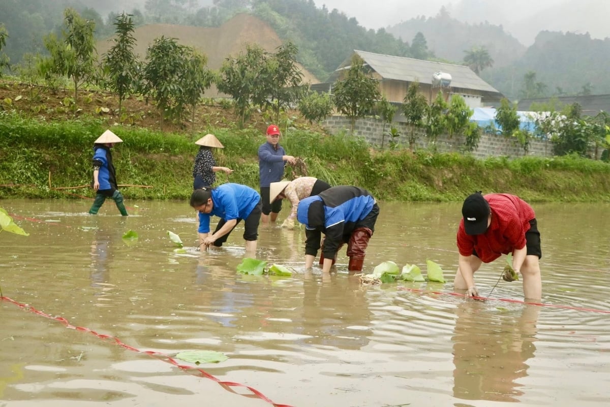 Local residents cultivate lotus on low-lying fields. Photo: Thanh Tien.