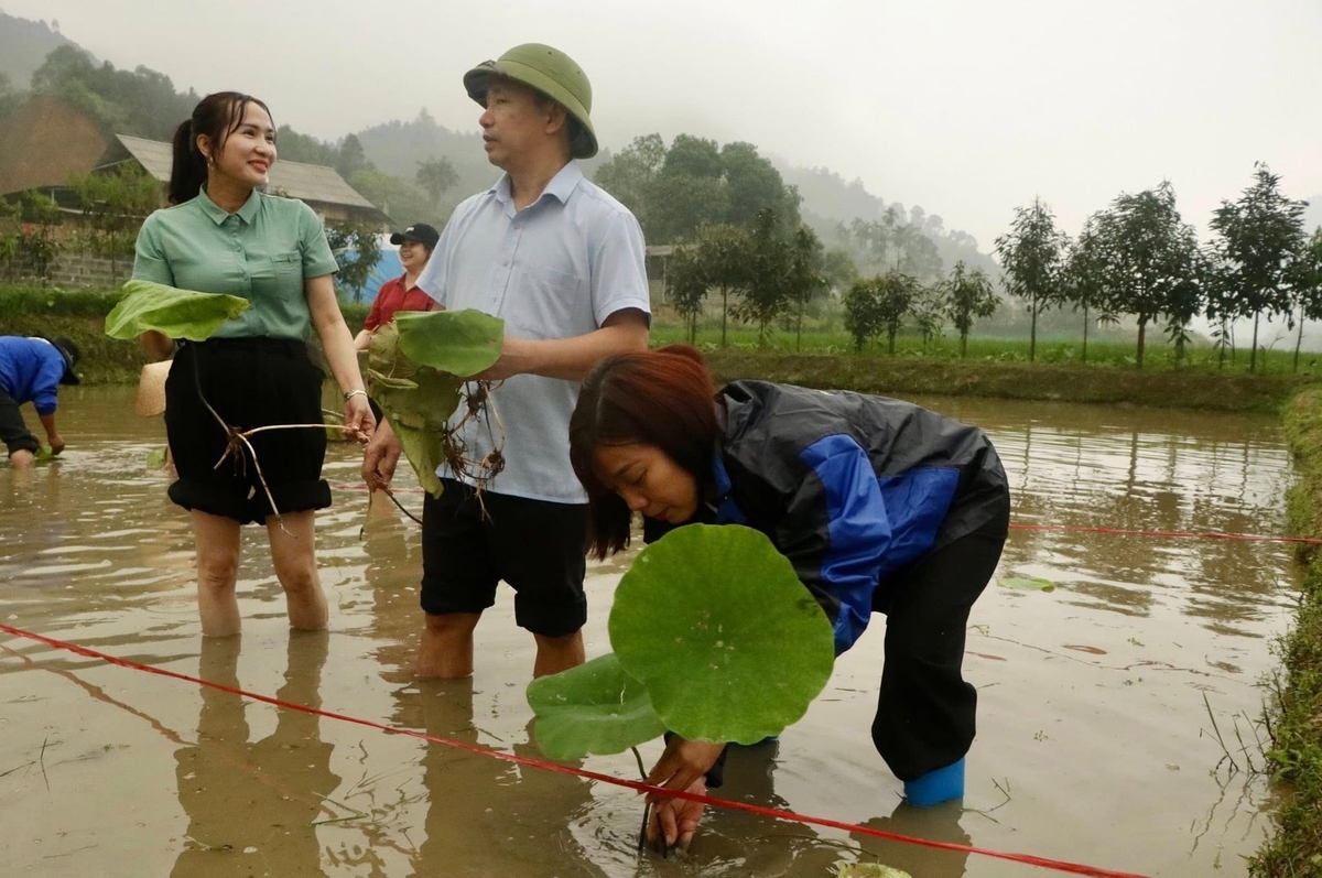 Lotus cultivation not only improves economic returns on low-lying, less productive land but also attracts tourists. Photo: Thanh Tien.
