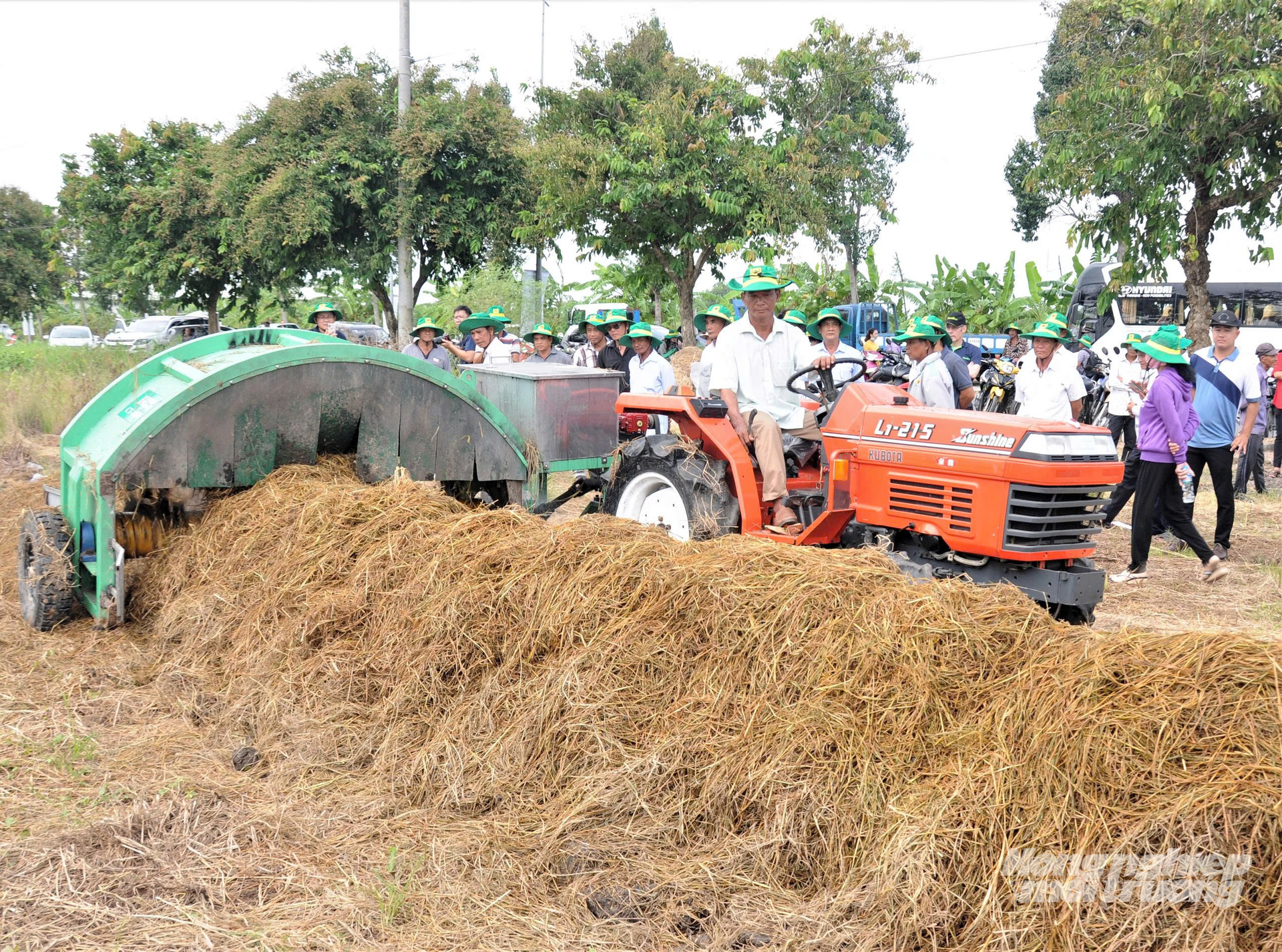 Collected and treated rice straw provides an organic nutrient source for crops, creating a circular system and reducing pollution. Photo: Trung Chanh.