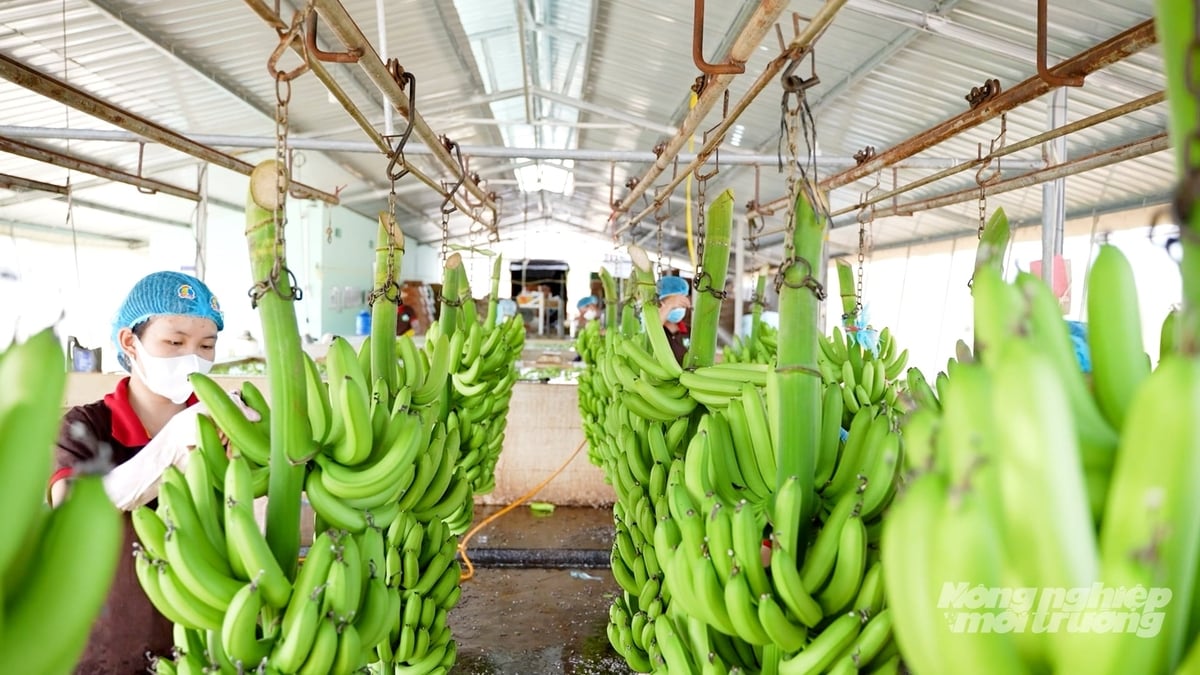 Many packing facilities in Dong Nai Province have invested to meet export standards for international markets. Photo: Minh Sang.