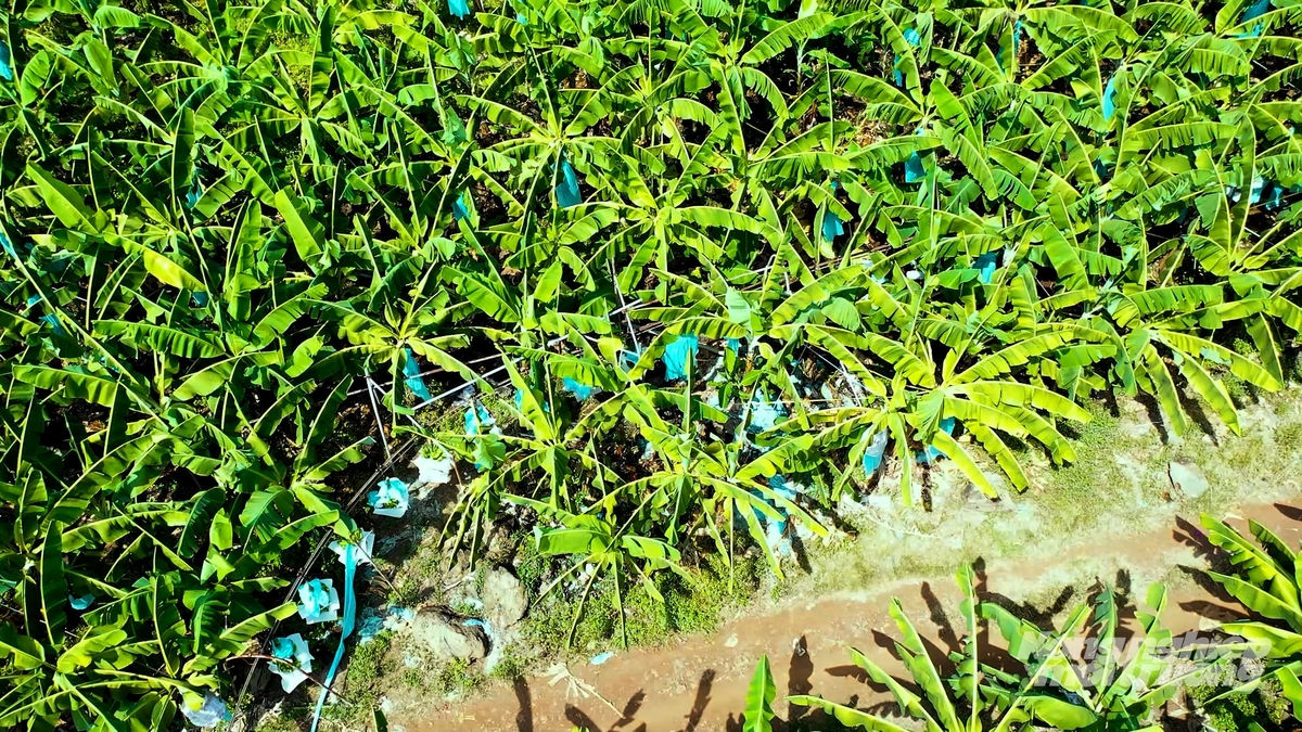 All cooperatives strictly adhere to banana production standards to meet increasingly stringent market requirements, particularly in China. Photo: Minh Sang.