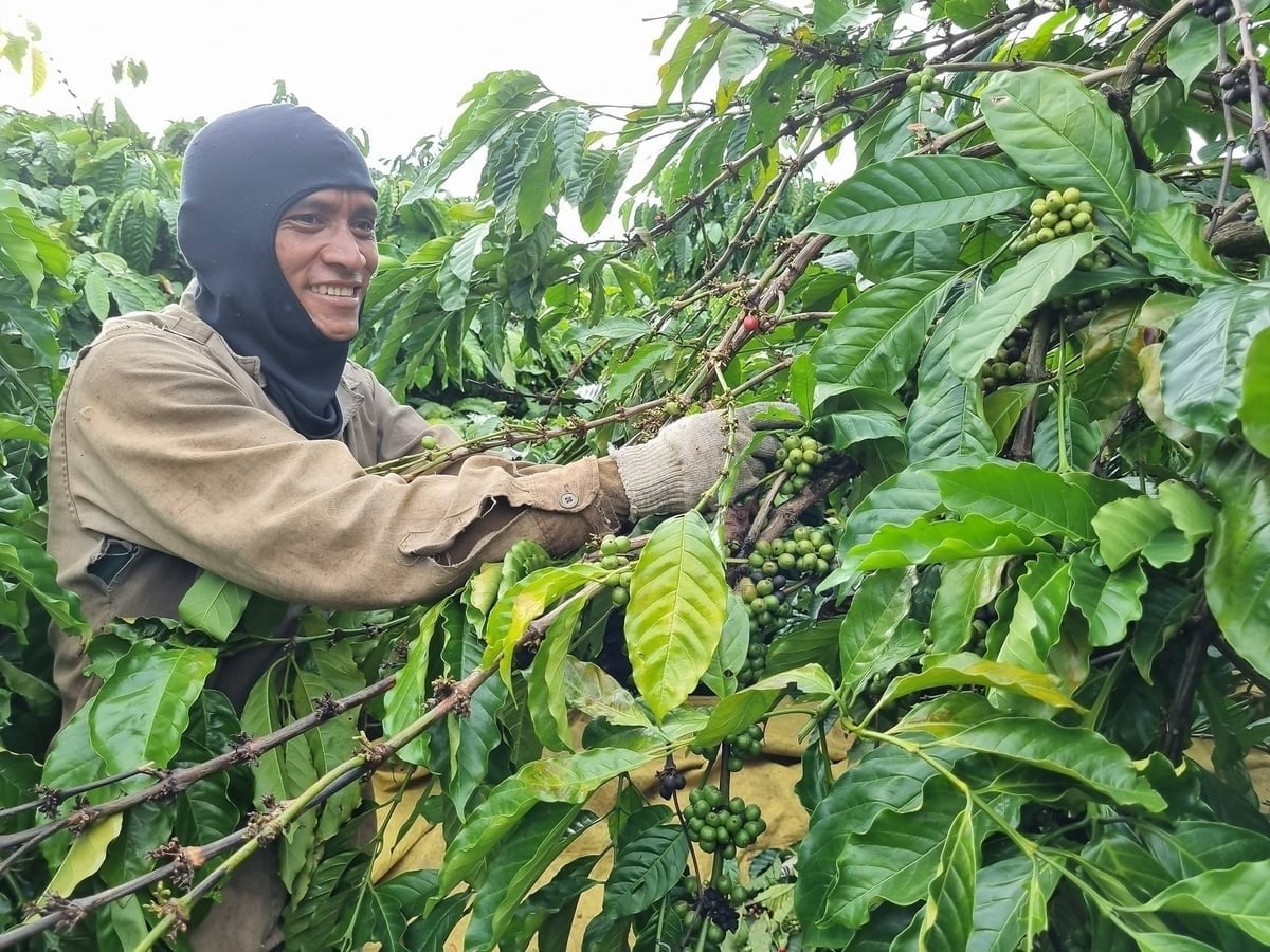 Gia Lai currently has more than 100,000 ha of coffee, making it one of the country's major coffee-growing regions. Photo: V.D.T.