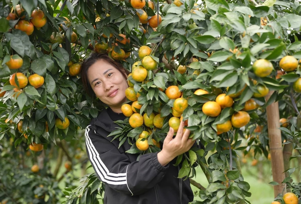 HTX giữ vai trò bảo tồn bản sắc địa phương thông qua phát triển sản phẩm OCOP. Ảnh: Phạm Minh.